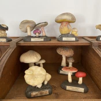Collection exceptionnelle de 31 champignons pédagogiques, Maison Deyrolle