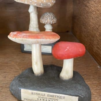 Collection exceptionnelle de 31 champignons pédagogiques, Maison Deyrolle