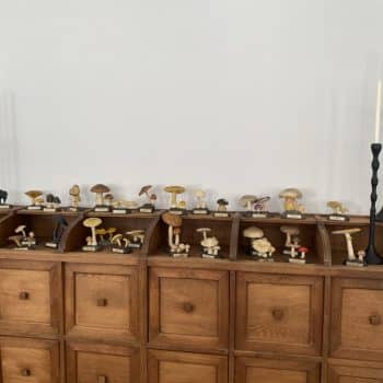 Collection exceptionnelle de 31 champignons pédagogiques, Maison Deyrolle