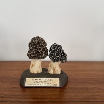 Champignons pédagogiques, Maison Deyrolle