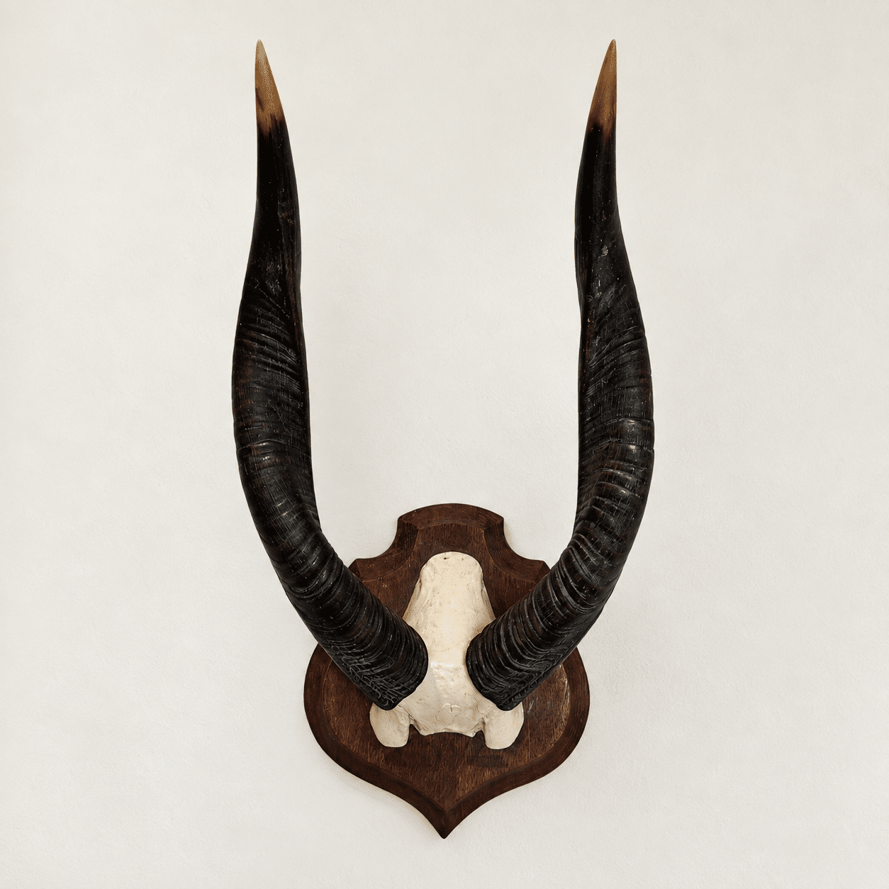 Trophée ancien d’antilope - Cobe à croissant – Image 2