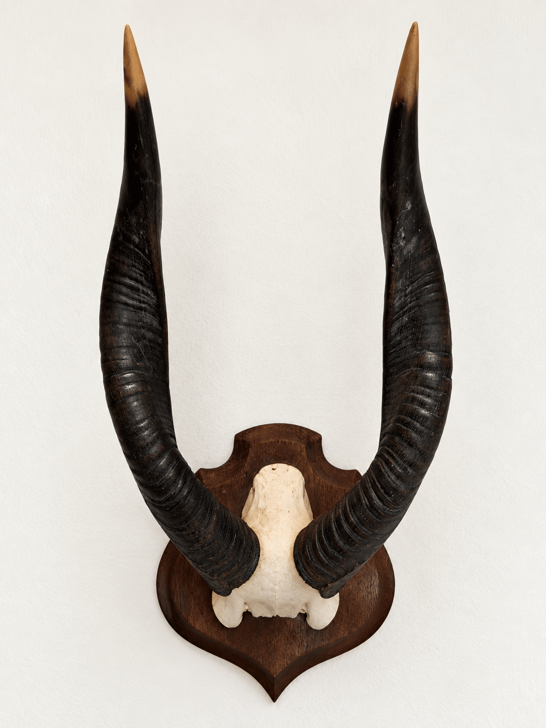 Trophée ancien d’antilope - Cobe à croissant – Image 3