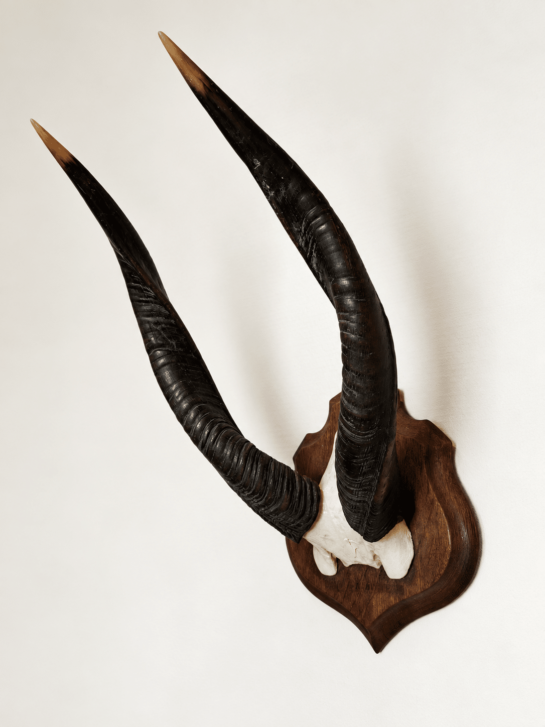 Trophée ancien d’antilope - Cobe à croissant – Image 4