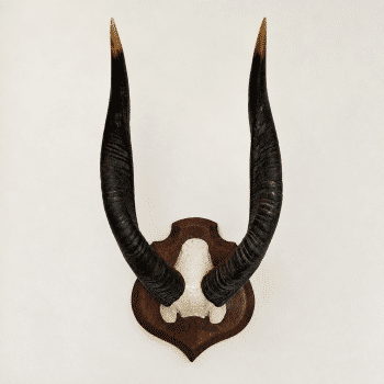 Trophée ancien d’antilope – Cobe à croissant