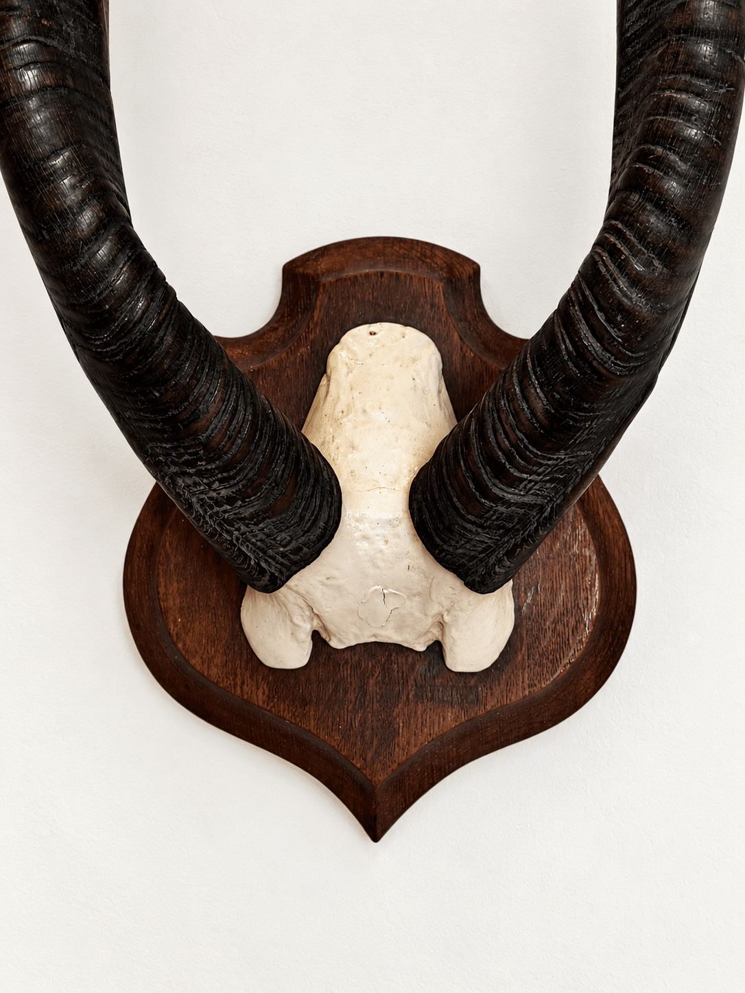 Trophée ancien d’antilope - Cobe à croissant – Image 5