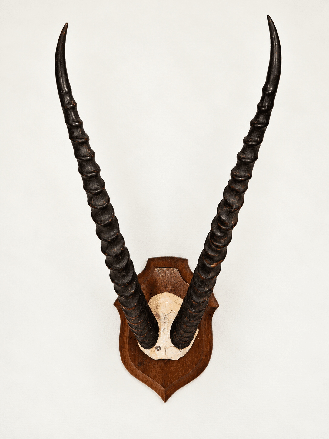 Trophée ancien d’antilope - cornes annelées – Image 3