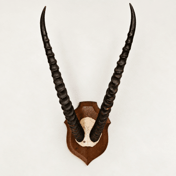 Trophée ancien d’antilope – cornes annelées