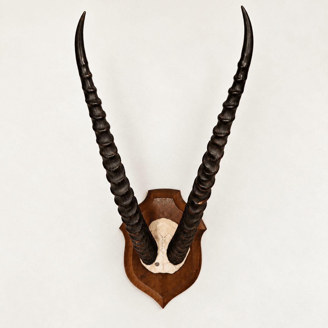 Trophée ancien d’antilope - cornes annelées