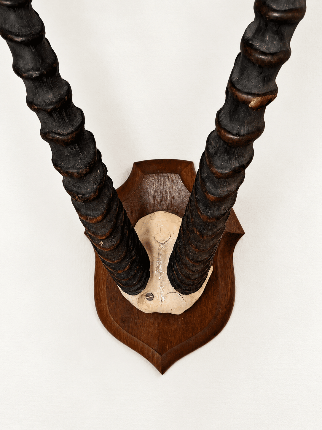 Trophée ancien d’antilope - cornes annelées – Image 4