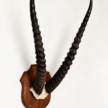 Trophée ancien d’antilope – cornes annelées