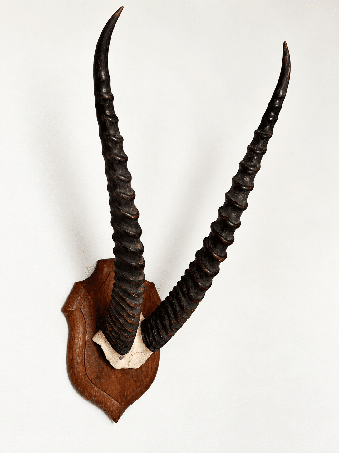 Trophée ancien d’antilope - cornes annelées – Image 2