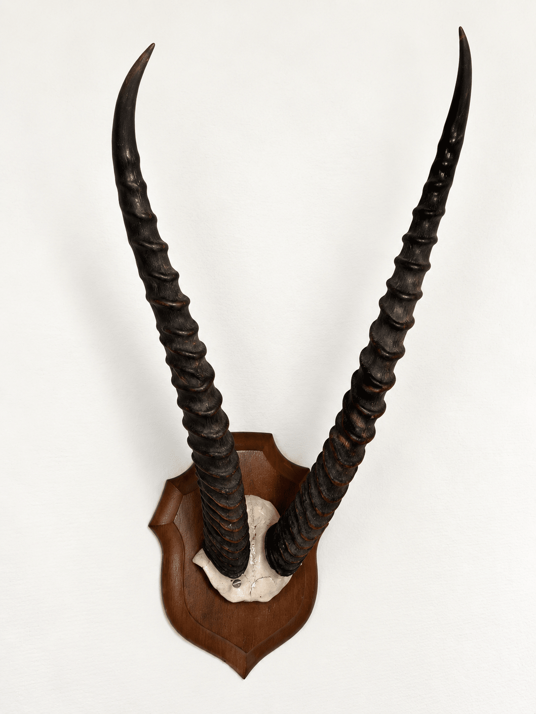 Trophée ancien d’antilope - cornes annelées – Image 5