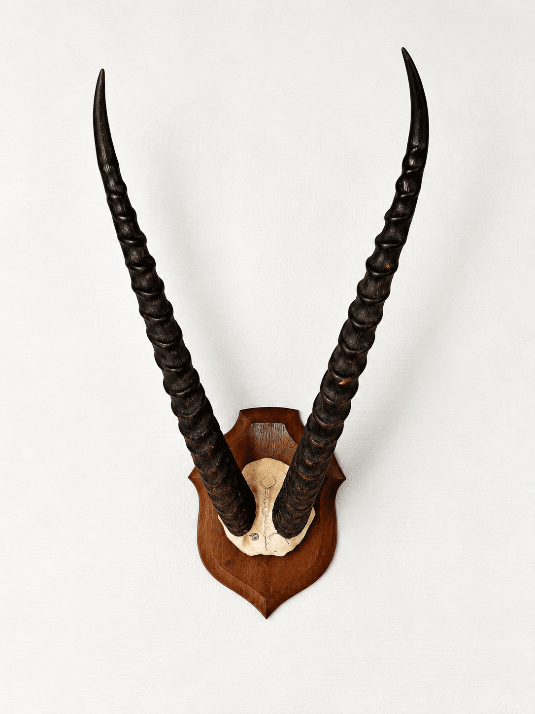 Trophée ancien d’antilope - cornes annelées – Image 6