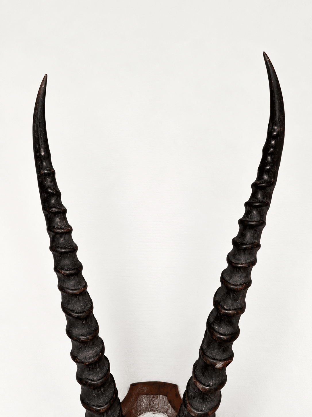Trophée ancien d’antilope - cornes annelées – Image 7