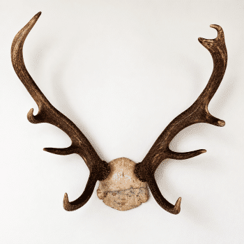 Trophée ancien de cerf – daté 1938